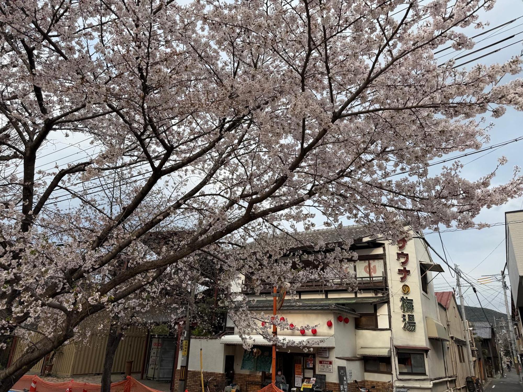 初音 Daire Kyoto Dış mekan fotoğraf